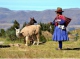 VII World Congress on South American Camelids